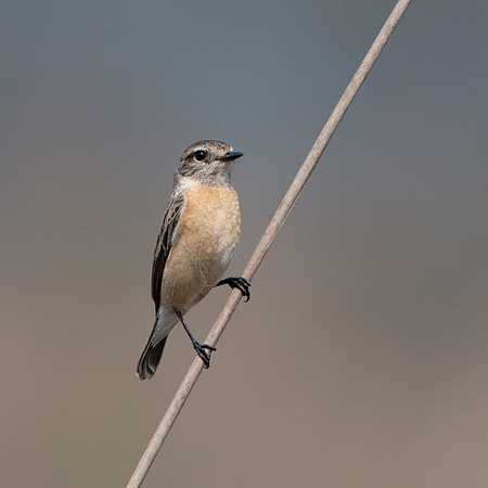 Stonechat -1