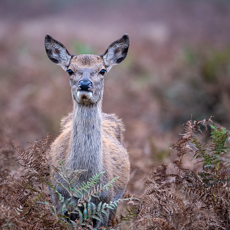 Red Deer Doe 141024-2