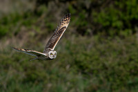 Short-eared Owl -2