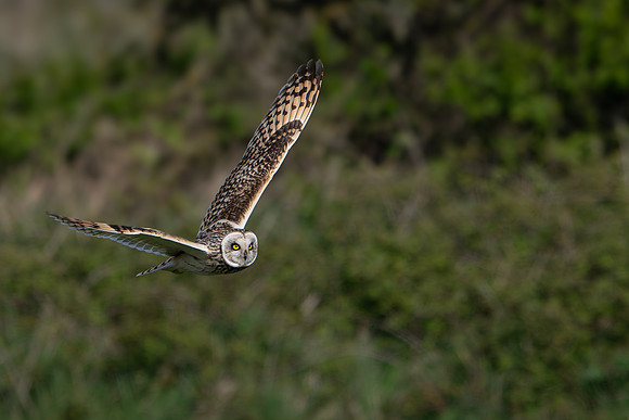 Short-eared Owl -2