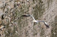Bempton-121