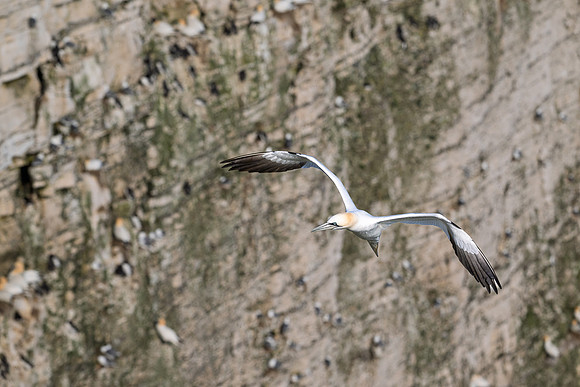 Bempton-121