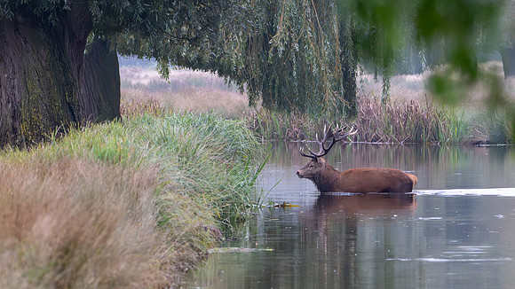 Red Deer Stag 141024-7