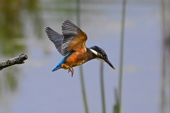 Kingfisher 090724-4