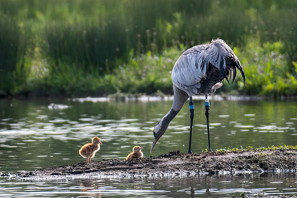 Eurasian Crane and Chicks 170522 -1