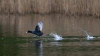 Coot 170425