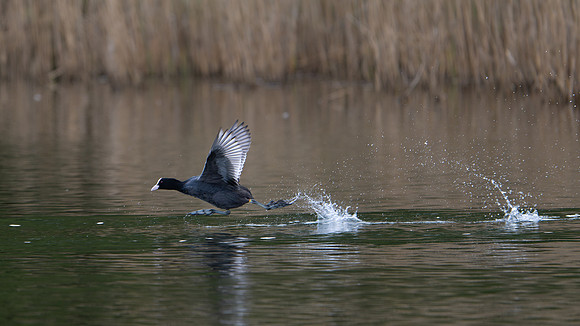 Coot 170425