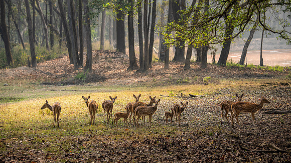 Spotted Deer Herd