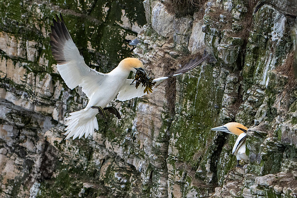 Bempton-65