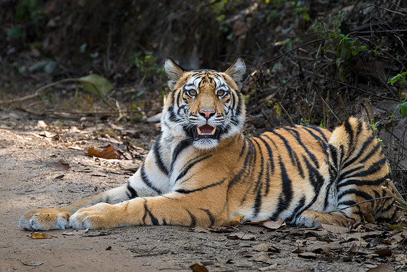 Tiger -13