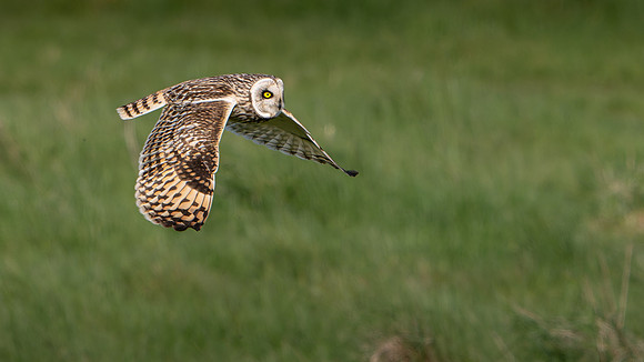 Short-eared Owl -1