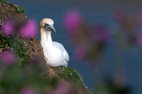 Bempton-136