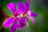 Geranium 071024