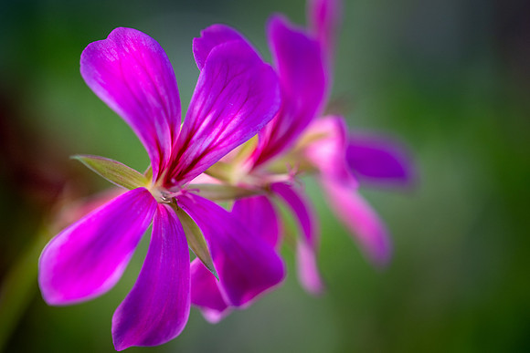Geranium 071024