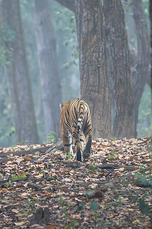 Tiger -6