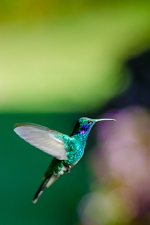 Green Violetear