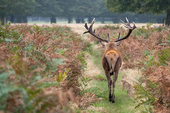 Red Deer Stag 141024-19