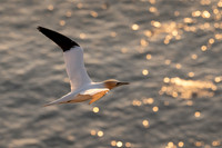 Bempton-160