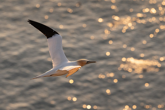 Bempton-160