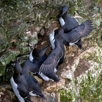 Razorbill -13