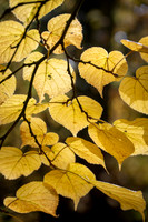 Batsford-19