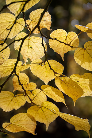 Batsford-19