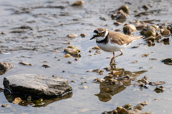 Little Ringed Plover 170522 -3