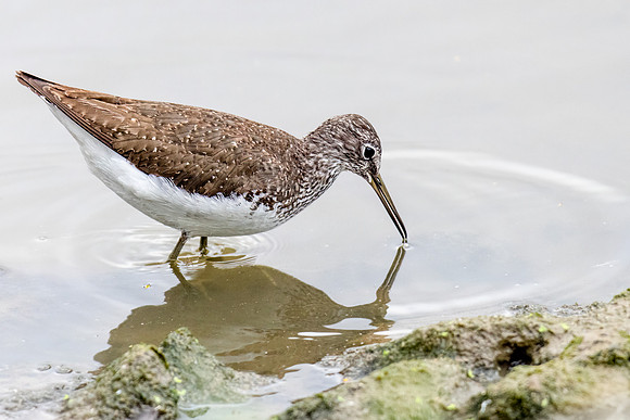 Green Sandpiper 0200822 -2