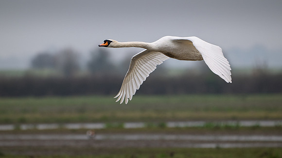 Mute Swan 250325-2