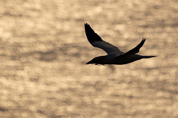 Bempton-38