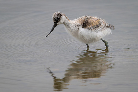 Baby Avocet 090724-4