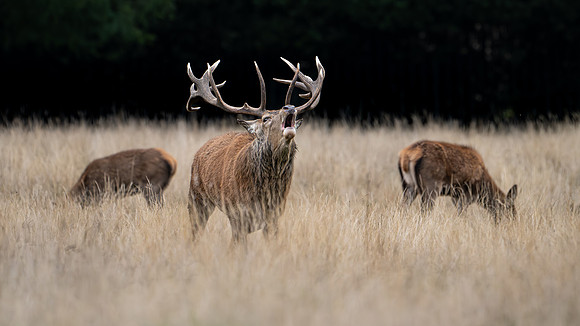 Red Deer Stag 141024-10