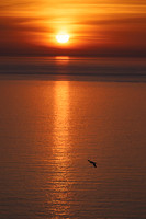 Bempton-91