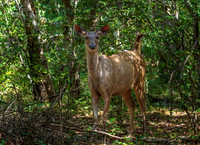 Sambar Deer -1