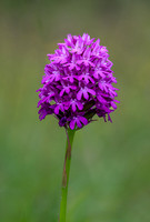 Pyramidal Orchid 010724-1