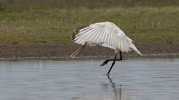 Spoonbill 250325-3