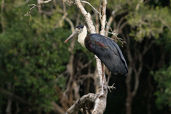 Woolly-necked Stork -2