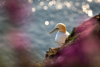 Bempton-170