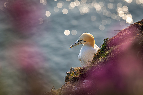 Bempton-170