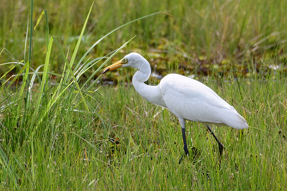 Intermediate Egret with Fish -1
