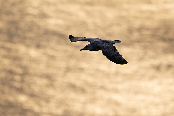 Herring Gull -2