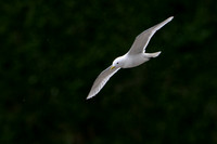 Bempton-60