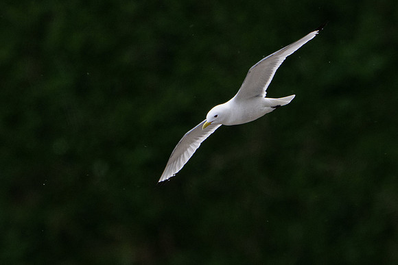 Bempton-60