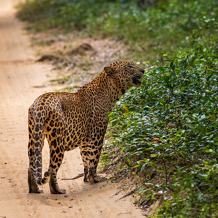 Large Male Leopard Marking Territory -4