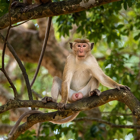 Toque Macaque -3