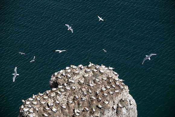Bempton-53