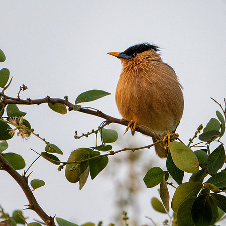 Brahminy Starling