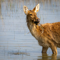 Kanha NP