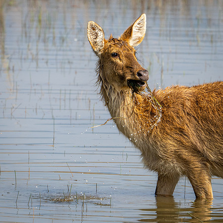 Swamp Deer -2