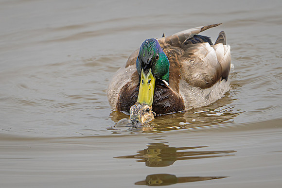 Mallards Mating 250325-1